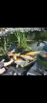 Inserat Japan Koi