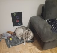 Inserat Husky an guten Platz  zu vergeben