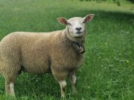 Inserat Reinrassige Dexelwidder