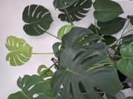 Inserat Putzfrau  gesucht in Wien.