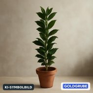 Inserat Suche Kirschlorbeer für