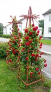 Inserat Rosenphyramidenbau Tischlerei
