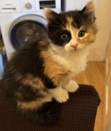 Inserat Babykatzen 