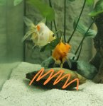 Inserat Fische zu verschenken