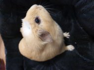 Inserat Meerschweinchen Kastriert Alexsander