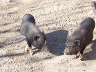 Inserat Minischweine und Zwergziegen