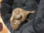 Inserat Meerschweinchen Brownie