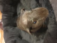 Inserat Meerschweinchen Blacky