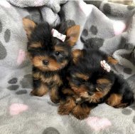 Inserat Loving Tea Cup Yorkie Puppies