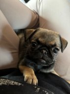 Inserat Retro Mops Weibchen