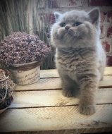 Inserat  Britisch Kurzhaar Kätzchen  sucht neues