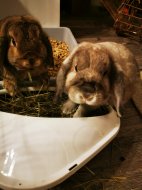 Inserat Rübe und Mörchen, ein Mini Lop Pärchen