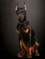 Inserat Dobermann Poster Druck wie Gemälde 30x40