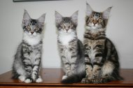 Gratis steiermark katzen baby Familienurlaub Steiermark