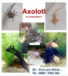 Inserat Axolotl 