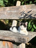 Inserat Kätzchen/Katze/Kater