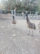 Inserat Emus 