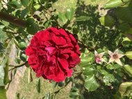 Inserat BLONDE FRAU gesucht--- oö/nö