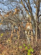 Inserat Nette reife dame oder Bäuerin von einem 