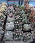 Inserat Cactussammlung circa 50 stück