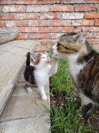 Inserat Kater, Katze, Kätzchen, Kitten