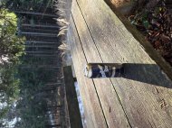 Inserat Dame gesucht für eine erotische