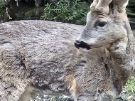 Inserat Er sucht eine (reife) dame oder Pärchen 