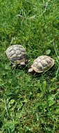 Inserat Griechische Landschildkröten 