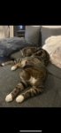 Inserat 2 liebevolle Katzen zu vergeben 