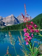 Inserat Suche Nette Frau