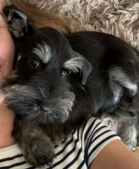Inserat Miniature Schnauzer/Zwergschnauzer Welpe