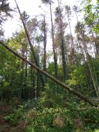 Inserat Brennholz EICHE  oder buuche