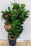 Inserat Heckenpflanze Kirschlorbeer Etna 90cm+ 