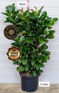 Inserat Heckenpflanze Kirschlorbeer Etna 70cm