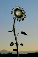 Inserat Sonnenblumen mit Kerzenhalter