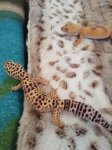 Inserat Leopardgeckos